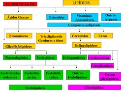 LIPÍDIOS
Esteróides 
Ácidos Graxos
Vitaminas 
lipossolúveis
Compostos poliprenis
Outros 
terpenos
Triacilgliceróis
Gorduras e