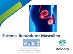 Sistema  Reprodutor Masculino 
 
LABORATÓRIO MORFOFUNCIONAL 
CONCEPÇAO E FORMAÇAO DO SER HUMANO 
Prof. Msc. Rosalbina Santiag