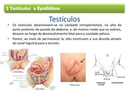 Testículos  
•
Os testículos desenvolvem-se na cavidade retroperitoneal, no alto da 
parte posterior da parede do abdome, e,