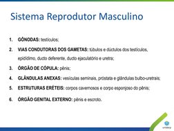 1.
GÔNODAS: testículos; 
2.
VIAS CONDUTORAS DOS GAMETAS: túbulos e dúctulos dos testículos, 
epidídimo, ducto deferente, duct