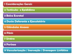 1 Considerações Gerais  
2 Testículos  e Epidídimo  
3 Bolsa Escrotal 
4 Ducto Deferente e Ejaculatório 
5 Glândulas Anexas
