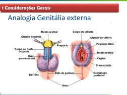 Analogia Genitália externa 
 
1 Considerações Gerais  
