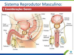 Sistema Reprodutor Masculino: 
 1 Considerações Gerais  
