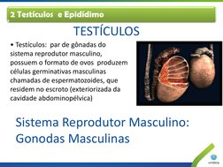 • Testículos:  par de gônadas do 
sistema reprodutor masculino, 
possuem o formato de ovos  produzem 
células germinativas ma