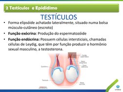 • Forma elipsóide achatado lateralmente, situado numa bolsa 
músculo-cutâneo (escroto) 
• Função exócrina: Produção do esperm