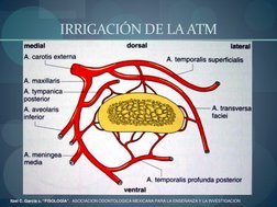 IRRIGACIÓN DE LA ATM 
Itzel C. Garcia c. “FISOLOGÍA”.  ASOCIACION ODONTOLOGICA MEXICANA PARA LA ENSEÑANZA Y LA INVESTIGACIO