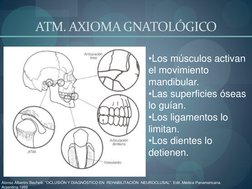 ATM. AXIOMA GNATOLÓGICO 
•Los músculos activan 
el movimiento 
mandibular. 
•Las superficies óseas 
lo guían. 
•Los ligament