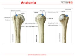 Anatomia 
