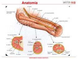 Anatomia
