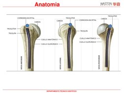 Anatomia 
