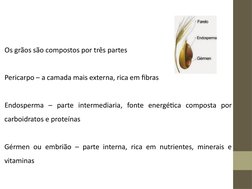 Os grãos são compostos por três partes
Pericarpo – a camada mais externa, rica em fibras
Endosperma – parte intermediaria, fo