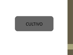 CULTIVO

