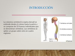 INTRODUCCIÓN
La columna vertebral (o espina dorsal) se 
extiende desde el cráneo hasta la pelvis y 
se compone de 33 huesos i