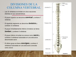 DIVISIONES DE LA 
COLUMNA VERTEBRAL
•
Las 33 vértebras se dividen en cinco secciones 
distintas en sus características.
•
El