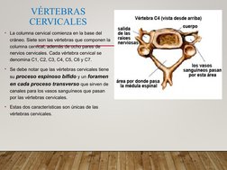 VÉRTEBRAS 
CERVICALES
• La columna cervical comienza en la base del 
cráneo. Siete son las vértebras que componen la 
columna