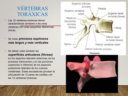 VÉRTEBRAS 
TORÁXICAS
•
Las 12 vértebras toráxicas tienen 
características similares a las otras 
vértebras con unas pequeñas