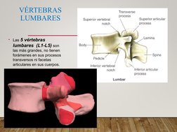 VÉRTEBRAS 
LUMBARES
• Las 5 vértebras 
lumbares  (L1-L5) son 
las más grandes, no tienen 
forámenes en sus procesos 
transver