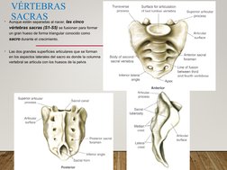 VÉRTEBRAS 
SACRAS
•
Aunque están separadas al nacer, las cinco 
vértebras sacras (S1-S5) se fusionan para formar 
un gran hue