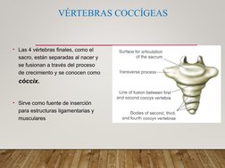 VÉRTEBRAS COCCÍGEAS
• Las 4 vértebras finales, como el 
sacro, están separadas al nacer y 
se fusionan a través del proceso
