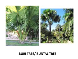 Buntal Hat Weaving in Baliwag, Bulacan | PDF