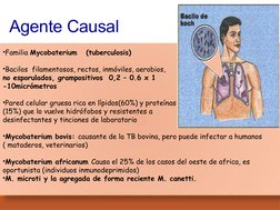 Agente Causal
•Familia Mycobaterium   (tuberculosis)
•Bacilos  filamentosos, rectos, inmóviles, aerobios,  
no esporulados, g