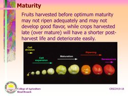 Understanding Crop Maturity Indices | PDF | Fruit | Postharvest