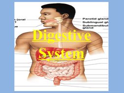 Digestive 
System
