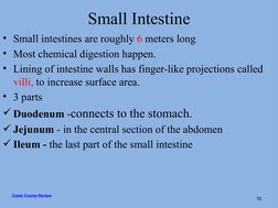Small Intestine
• Small intestines are roughly 6 meters long
• Most chemical digestion happen.
• Lining of intestine walls ha