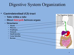 Digestive System Organization
• Gastrointestinal (Gl) tract
– Tube within a tube
– Direct link/path between organs
– Structur