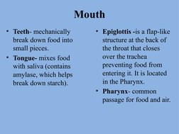 Mouth
• Teeth- mechanically 
break down food into 
small pieces. 
• Tongue- mixes food 
with saliva (contains 
amylase, which