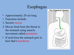 Esophagus
• Approximately 20 cm long.
• Functions include:
1. Secrete mucus
2. Moves food from the throat to 
the stomach usi