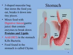 Stomach
9
• J-shaped muscular bag 
that stores the food you 
eat, breaks it down into 
tiny pieces.
• Mixes food with 
Digest