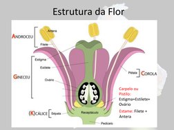 Estruturas e Morfologia da Flor | PDF | Fruta | Flores