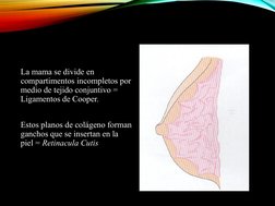 La mama se divide en 
compartimentos incompletos por 
medio de tejido conjuntivo = 
Ligamentos de Cooper.
Estos planos de col