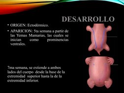 DESARROLLO
• ORIGEN: Ectodérmico.
• APARICION: 5ta semana a partir de 
las Yemas Mamarias, las cuales se 
inician 
como 
prom