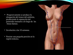 •  Progresivamente se produce la 
elongación del tronco del embrión, 
produciendo la separación del 
primordio mamario a lo l