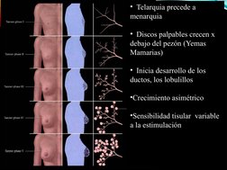 •  Telarquia precede a 
menarquia
•  Discos palpables crecen x 
debajo del pezón (Yemas 
Mamarias)
•  Inicia desarrollo de lo