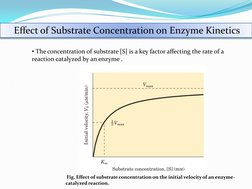 Effect of Substrate Concentration on Enzyme Kinetics 
• The concentration of substrate [S] is a key factor affecting the rate