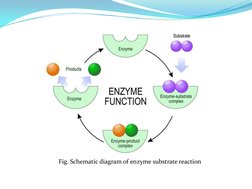 Fig. Schematic diagram of enzyme substrate reaction  

