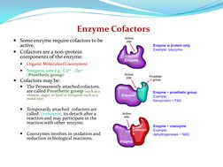 Enzyme Cofactors 
Some enzyme require cofactors to be 
active.
Cofactors are a non-protein 
components of the enzyme.

Org