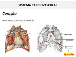 Coração
ENVOLTÓRIOS  (CAMADAS) DO CORAÇÃO
1
Epicárdio
SISTEMA CARDIOVASCULAR
