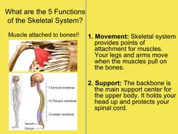 Functions and Structure of the Skeletal System | PDF | Bone | Skeleton