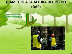 DIÁMETRO A LA ALTURA DEL PECHO 
(DAP) 
 
