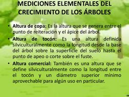 MEDICIONES ELEMENTALES DEL 
CRECIMIENTO DE LOS ÁRBOLES 
 
• Altura de copa: Es la altura que se genera entre el 
punto de rei
