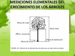 MEDICIONES ELEMENTALES DEL 
CRECIMIENTO DE LOS ÁRBOLES 
 
 
