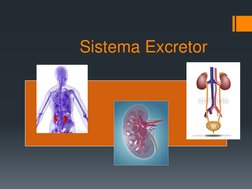 Sistema Excretor
