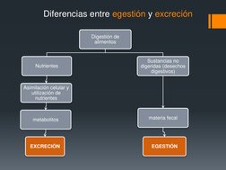 Digestión de 
alimentos
Nutrientes
Asimilación celular y 
utilización de 
nutrientes
metabolitos
EXCRECIÓN
Sustancias no 
dig