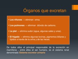 Órganos que excretan
Los riñones → eliminan  orina.
Los pulmones →eliminan  dióxido de carbono.
La piel →elimina sudor (ag