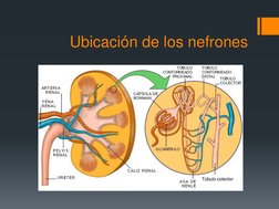 Ubicación de los nefrones
Túbulo colector
