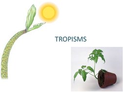 TROPISMS
